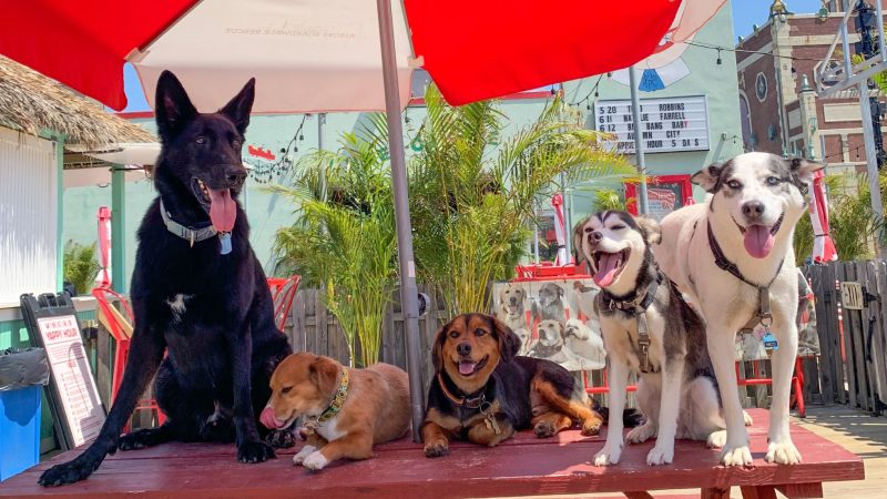 asbury park beach admite perros