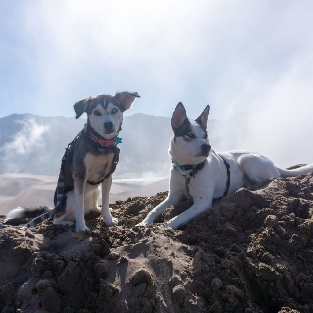 two dogs sit atop a large sand dune surrounded by clouds